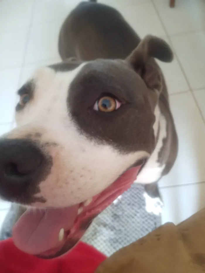 Cachorro ra a Amstaff  idade 1 ano nome Atena