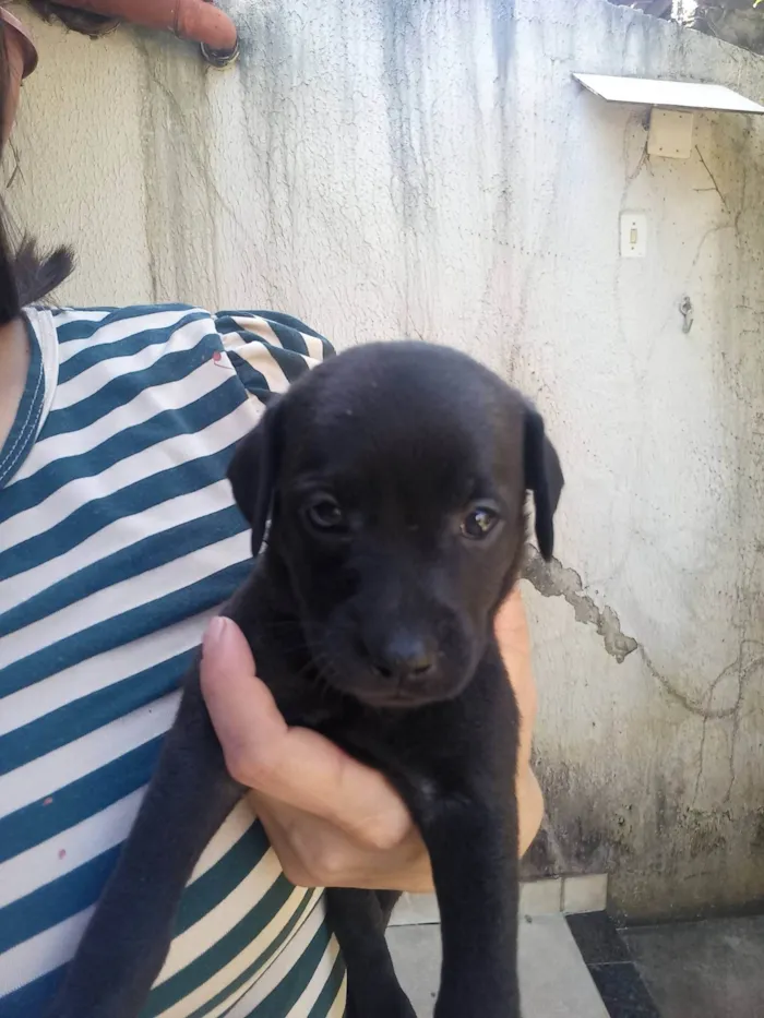 Cachorro ra a Mista idade 2 a 6 meses nome 8 Filhotes ( 2 machos e 6 femeas)