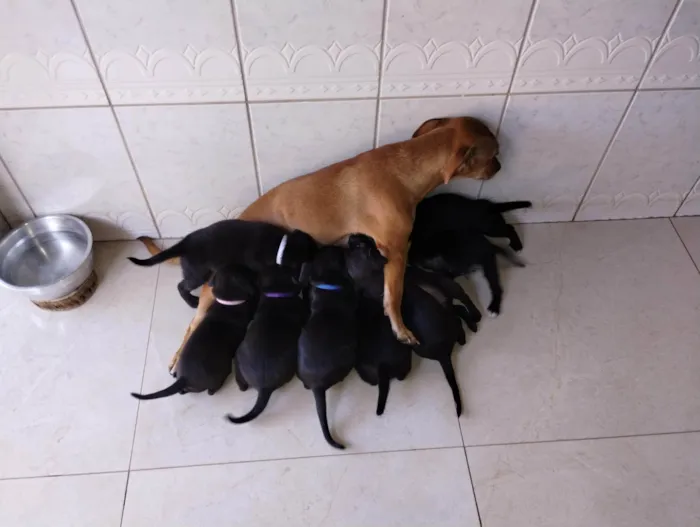 Cachorro ra a Mista idade 2 a 6 meses nome 8 Filhotes ( 2 machos e 6 femeas)