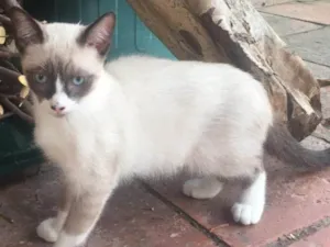 Gato raça SRD idade 2 a 6 meses nome Junior