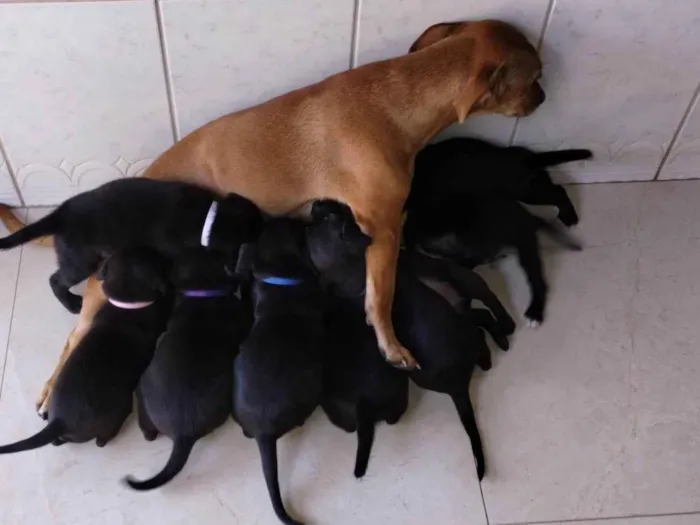 Cachorro ra a Mista idade 2 a 6 meses nome 8 Filhotes ( 2 machos e 6 femeas)