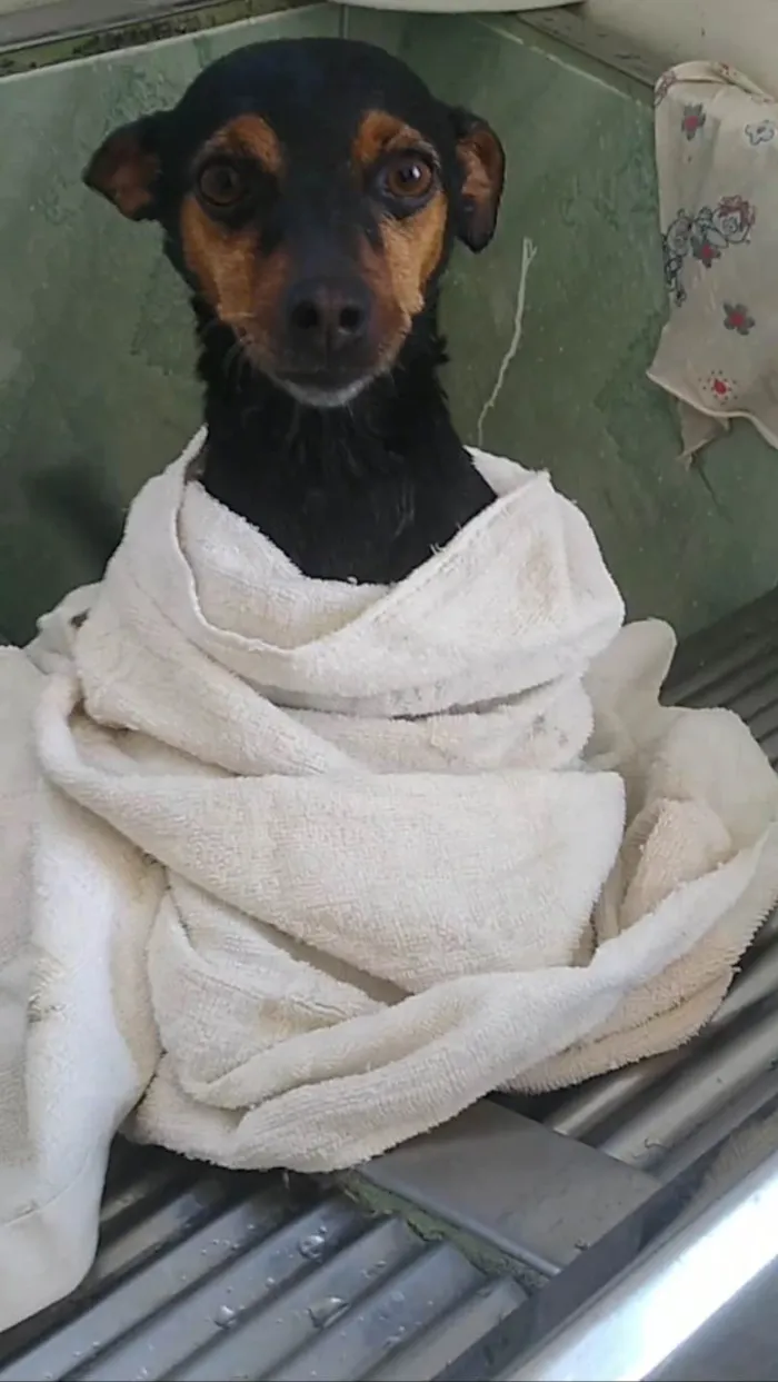 Cachorro ra a Pinscher idade 2 a 6 meses nome Bella