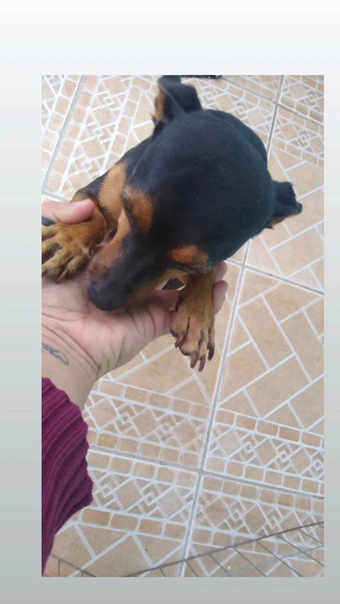 Cachorro ra a Pinscher idade 2 a 6 meses nome Bella