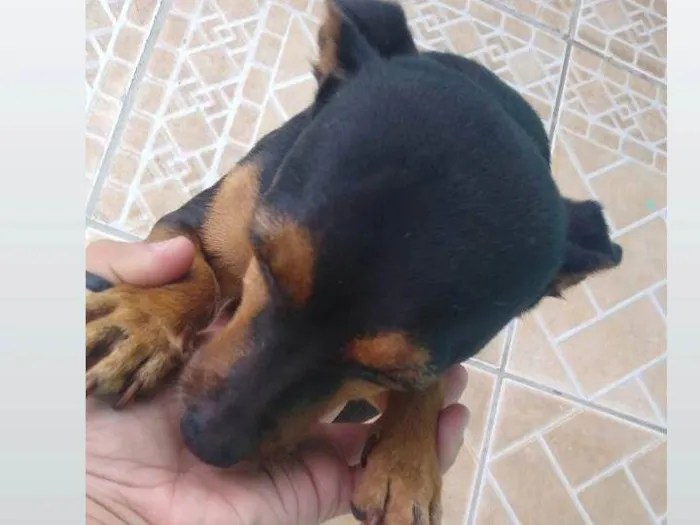 Cachorro ra a Pinscher idade 2 a 6 meses nome Bella