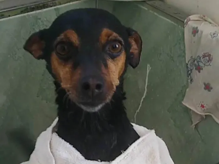 Cachorro ra a Pinscher idade 2 a 6 meses nome Bella