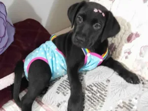 Cachorro raça SRD-ViraLata idade 2 a 6 meses nome Akira