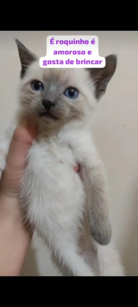 Gato ra a Escolha idade 2 a 6 meses nome Escolha 