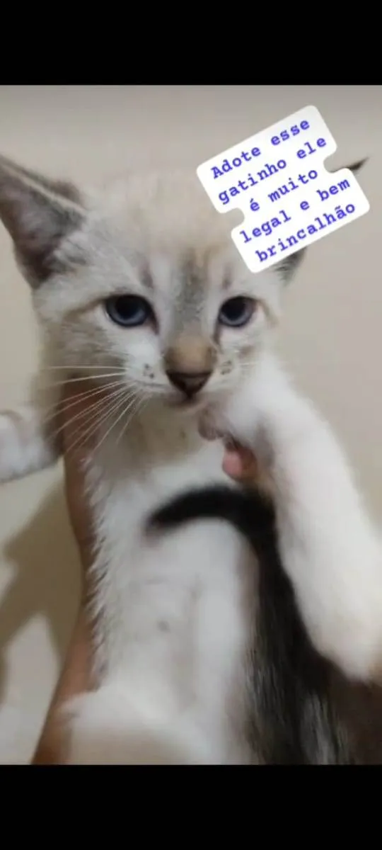 Gato ra a Escolha idade 2 a 6 meses nome Escolha 