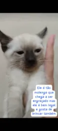 Escolha 