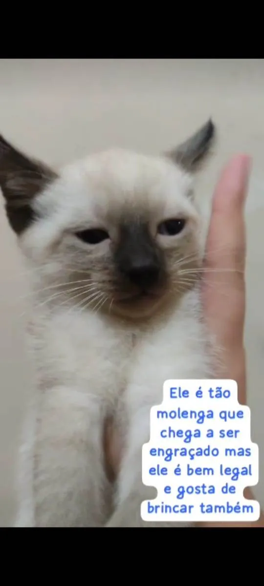 Gato ra a Escolha idade 2 a 6 meses nome Escolha 