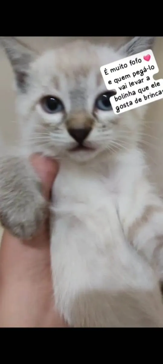 Gato ra a Escolha idade 2 a 6 meses nome Escolha 