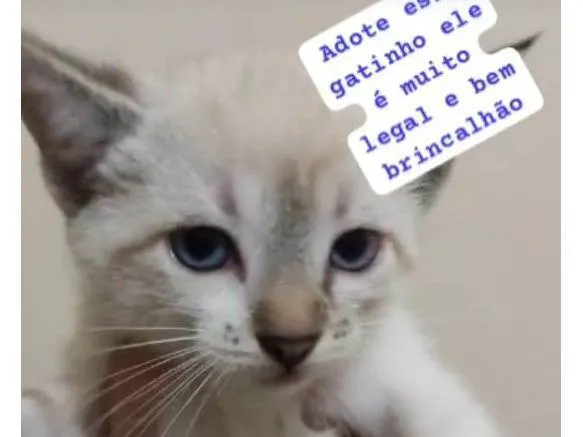 Gato ra a Escolha idade 2 a 6 meses nome Escolha 