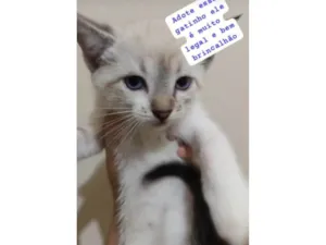 Gato raça Escolha idade 2 a 6 meses nome Escolha 