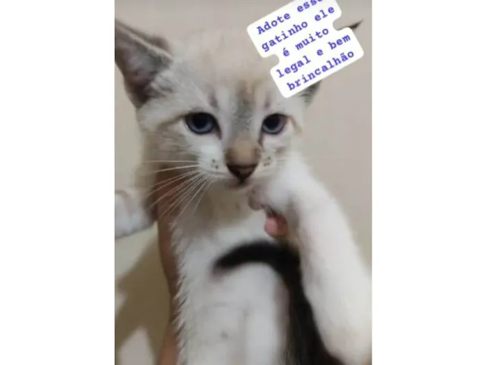 Gato ra a Escolha idade 2 a 6 meses nome Escolha 
