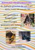 Cachorro raça SRD-ViraLata idade 4 anos nome Zapata