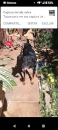Cachorro raça SRD-ViraLata idade 4 anos nome Zapata