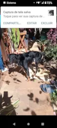 Cachorro raça SRD-ViraLata idade 4 anos nome Zapata