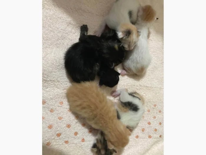 Gato raça  idade Abaixo de 2 meses nome Filhotes