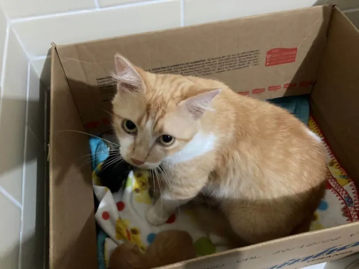 Gato raça  idade Abaixo de 2 meses nome Filhotes