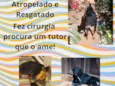 Cachorro raça SRD-ViraLata idade 4 anos nome Zapata