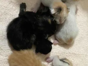 Gato raça  idade Abaixo de 2 meses nome Filhotes