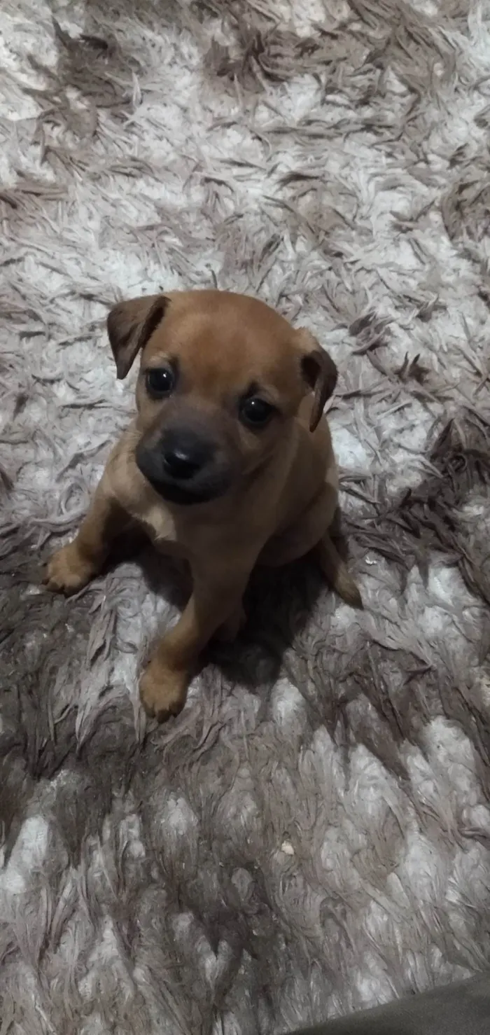 Cachorro raça SRD-ViraLata idade 2 a 6 meses nome Aurora