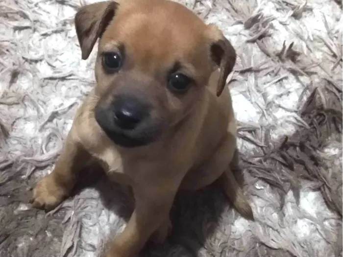 Cachorro raça SRD-ViraLata idade 2 a 6 meses nome Aurora
