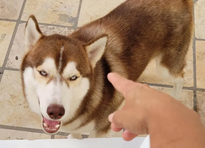 Cachorro raça Husky Siberiano idade 1 ano nome Luke 