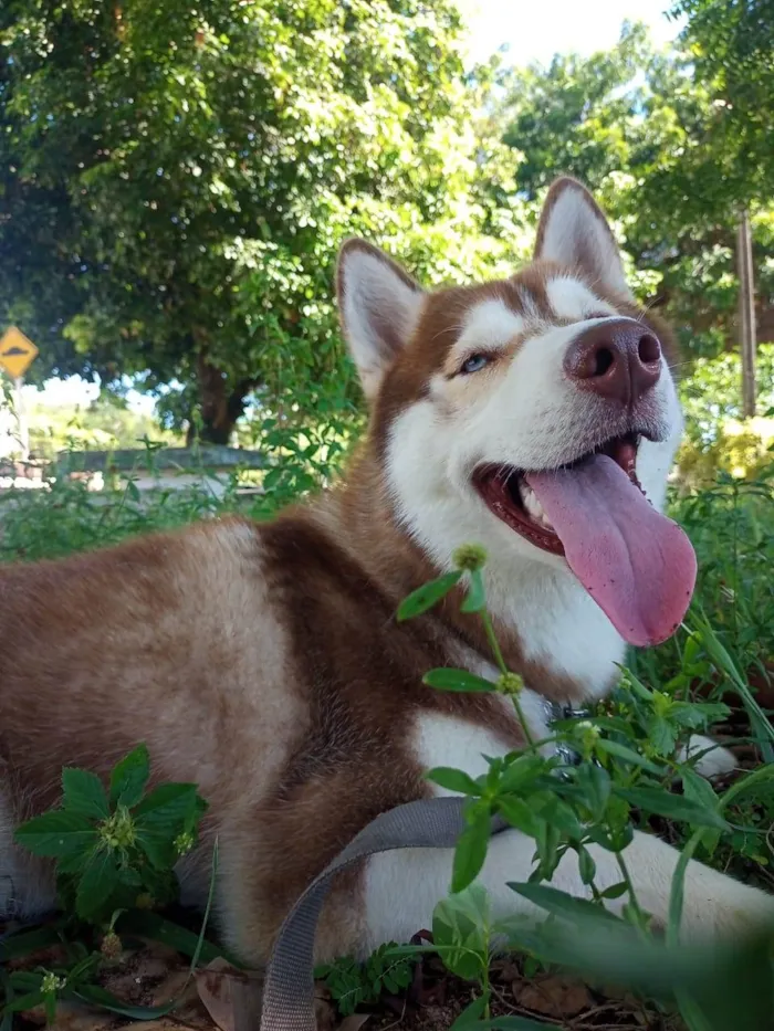 Cachorro raça Husky Siberiano idade 1 ano nome Luke 