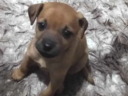 Cachorro raça SRD-ViraLata idade 2 a 6 meses nome Aurora