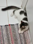 Peludinho