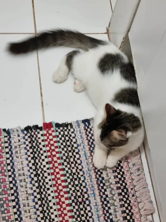 Gato ra a SRD-ViraLata idade 2 a 6 meses nome Peludinho