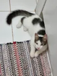 Peludinho