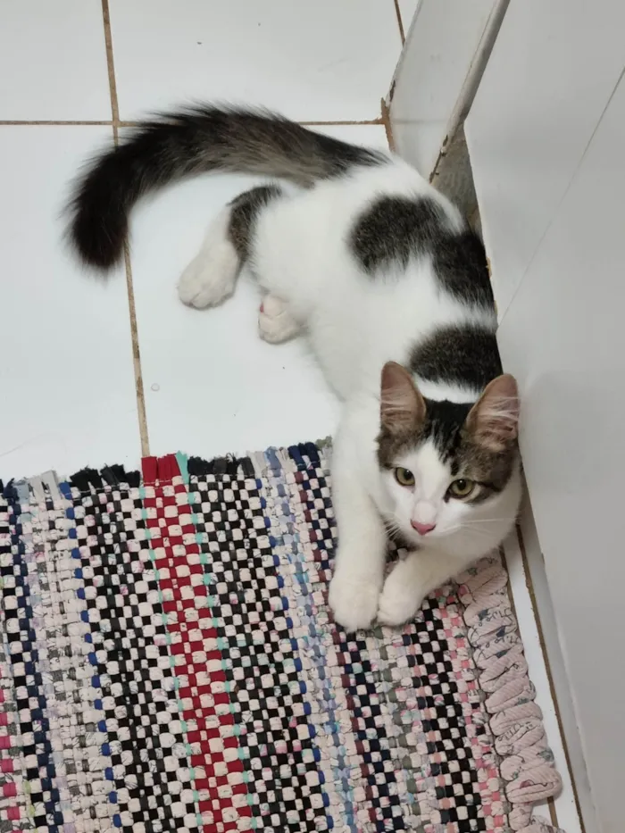 Gato ra a SRD-ViraLata idade 2 a 6 meses nome Peludinho