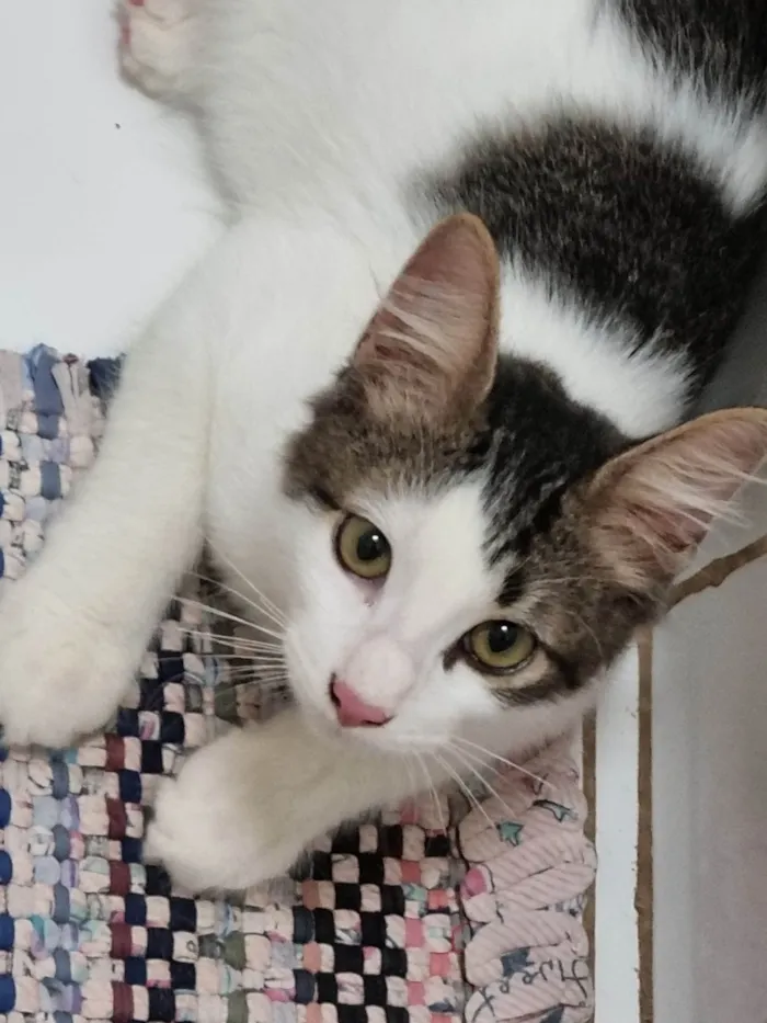 Gato ra a SRD-ViraLata idade 2 a 6 meses nome Peludinho