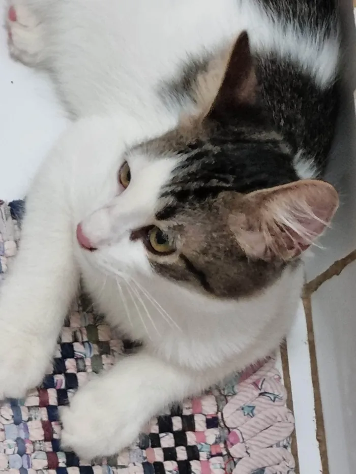 Gato ra a SRD-ViraLata idade 2 a 6 meses nome Peludinho