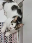 Peludinho