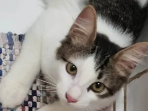 Gato raça SRD-ViraLata idade 2 a 6 meses nome Peludinho