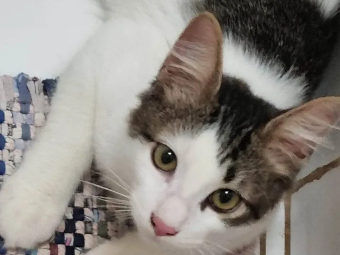 Gato ra a SRD-ViraLata idade 2 a 6 meses nome Peludinho
