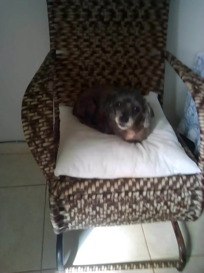 Cachorro ra a Shih Tzu idade 6 ou mais anos nome Lili