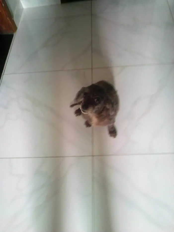 Cachorro ra a Shih Tzu idade 6 ou mais anos nome Lili