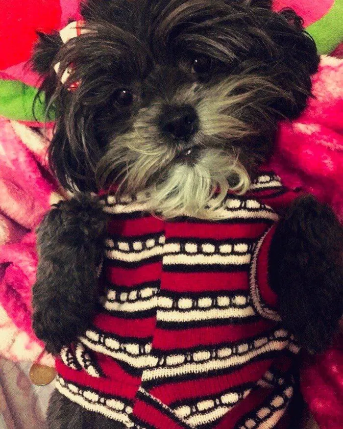 Cachorro ra a Shih Tzu idade 6 ou mais anos nome Lili