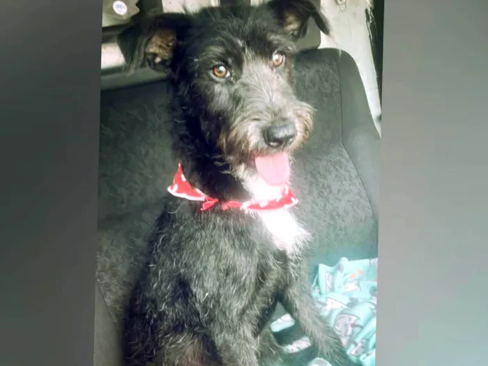 Cachorro ra a Sem raça definida  idade 1 ano nome Luna