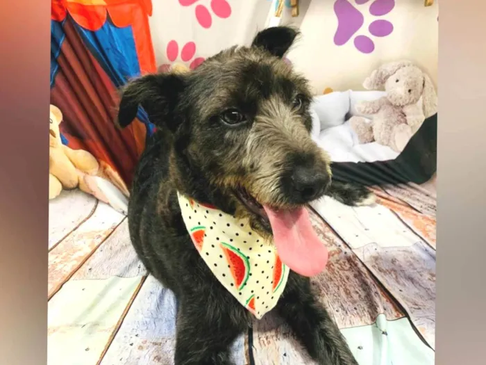 Cachorro ra a Sem raça definida  idade 1 ano nome Luna