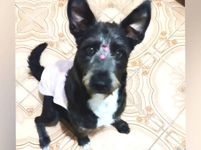 Cachorro ra a Sem raça definida  idade 1 ano nome Luna