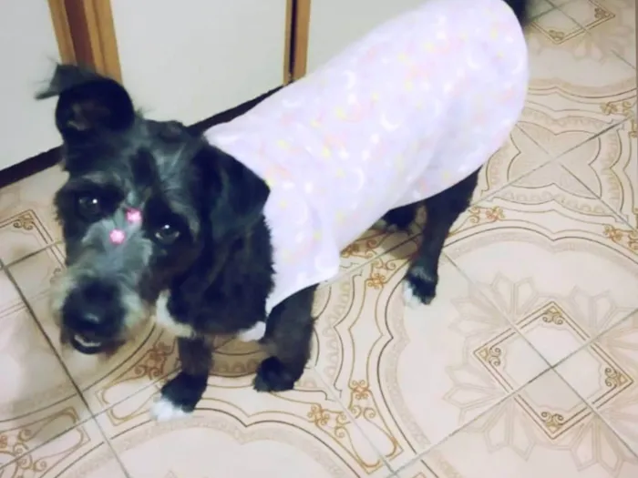 Cachorro ra a Sem raça definida  idade 1 ano nome Luna