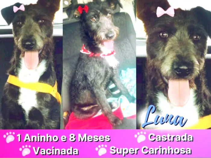 Cachorro ra a Sem raça definida  idade 1 ano nome Luna