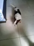 Teddy