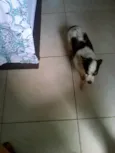Teddy