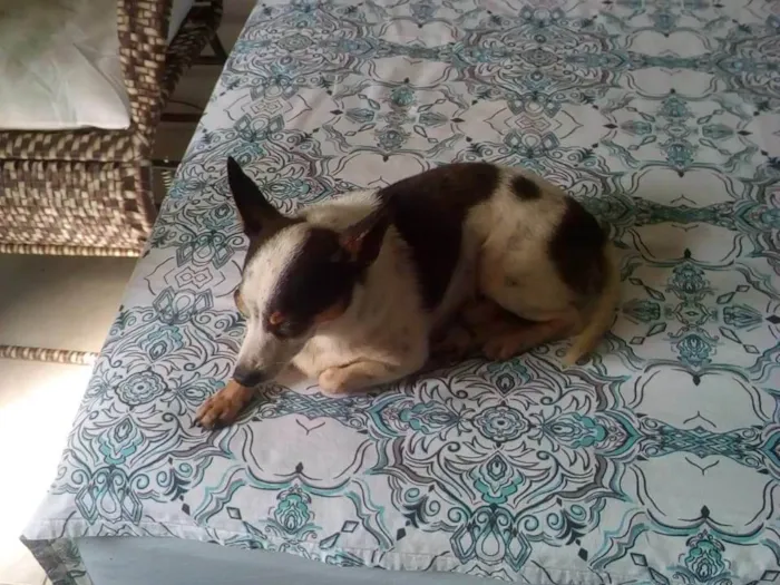 Cachorro ra a Pinscher 0 idade 6 ou mais anos nome Teddy